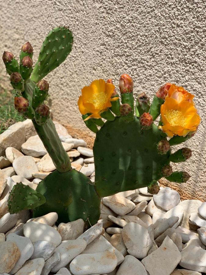 מדולין Natura 6 מראה חיצוני תמונה